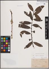 Foto von Salix caprea L. x Salix eleagnos Scop.